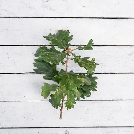 Frühstückspension Oak Tree 114 3*