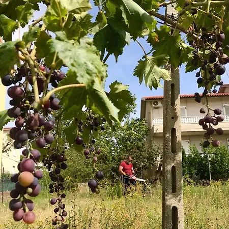 Oak Tree 114 3* Castelfidardo