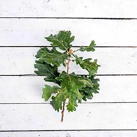 Oak Tree 114