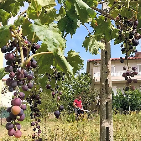 Oak Tree 114 Bed & Breakfast Castelfidardo